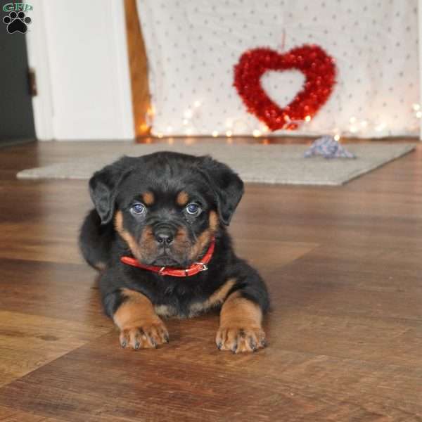 Duke, Rottweiler Puppy